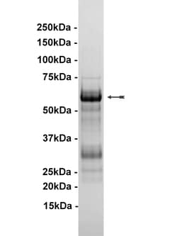 Eurofins DiscoverX PIM2 Protein, Active 25 &mu;g | Buy Online | Eurofins DiscoverX | Fisher Scientific